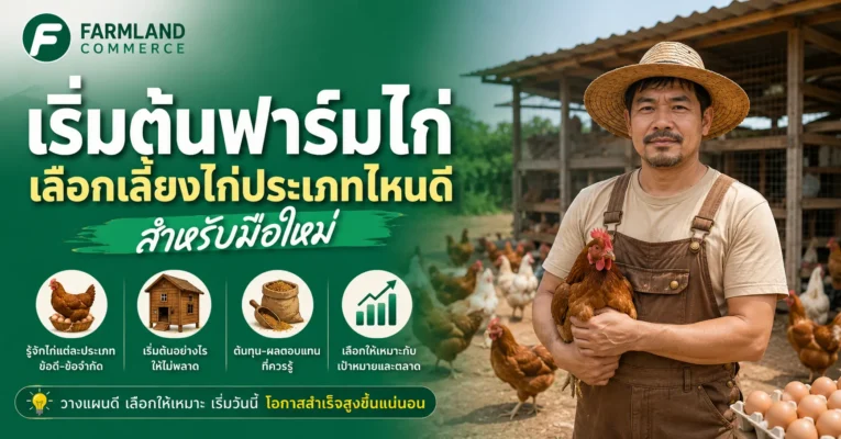 เริ่มต้นฟาร์มไก่ เปรียบเทียบการเลี้ยงไก่แต่ละประเภทสำหรับมือใหม่ ขายไก่.com